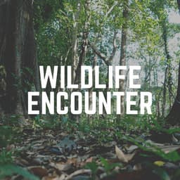 Wildlife Encounter - The Nature Soundscapes