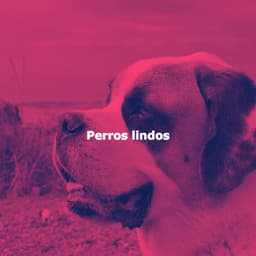 Perros lindos - Ontspannende Muziek