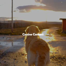 Canine Contact - Coffee Lounge Jazz Band Chill Out