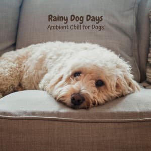 Rainy Dog Days: Ambient Chill for Dogs - Golden Drops