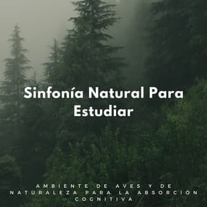 Sinfonía Natural Para Estudiar: Ambiente De Aves Y De Naturaleza Para La Absorción Cognitiva - Pájaros Escandinavos