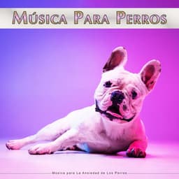 Música Para Perros: Música para La Ansiedad de Los Perros - Música Para Dormir A Los Perros