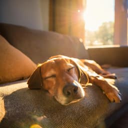 Sinfonía De Colas Felices: Música De Orquesta Para Perros - Bertie Lambert