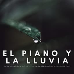 El Piano Y La Lluvia: Serena Música De Lluvia Para Mascotas Con Ansiedad - Música suave de piano
