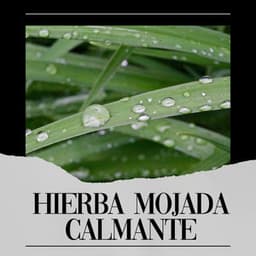 Hierba Mojada Calmante - Sonidos De Lluvia