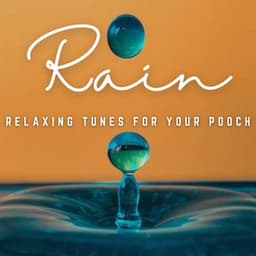 Raindrop Harmony: Relaxing Tunes for Your Pooch - Recording Nature