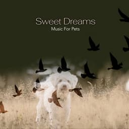 Sweet Dreams - Music For Pets