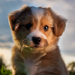 Música Para Perros Que Sueñan Bajo Las Estrellas - Cachorro durmiendo RW