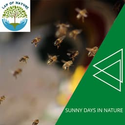 Sunny Days in Nature - Calm Music