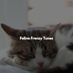 Feline Frenzy Tunes - Morning Jazz