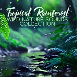 Tropical Rainforest – Wild Nature Sounds Collection, Soothing Music for Deep Sleep and Relaxation Meditation - Rain Music!