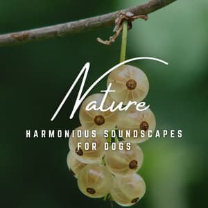 Canine Serenades: Harmonious Soundscapes for Dogs - Relaxmydog