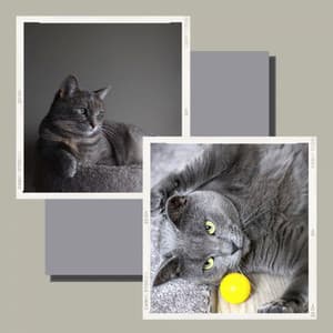 Mind-blowing Quartet Jazz - Bgm for The Cutest Kitten - Cat Sleeping Music Project