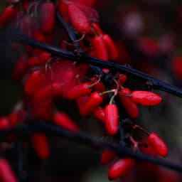 Dreams - Soothing music