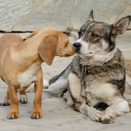 Soothing Music for Pets' Restful Days - Calming Noises