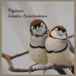Pájaros: Sonidos Encantadores - Sonidos De Pajaros