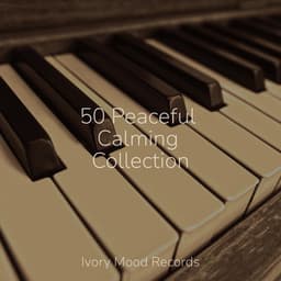 50 Peaceful Calming Collection - Meditation