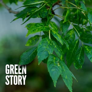 Green Story - Soothing Sounds