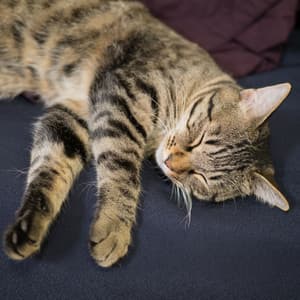 Catnap Binaural Melodies: Theta Wave Serenade for Restful Slumber - Cat Music