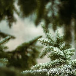 10 Natural Ambiences: Fountain Of Youth - Baltic Nature Sounds