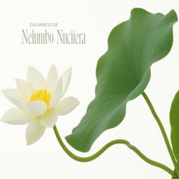 Calmness of Nelumbo Nucifera - Robin Gardner