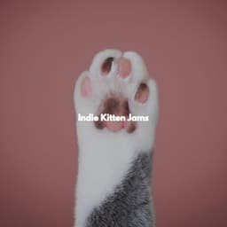 Indie Kitten Jams - New York Jazz Quartet