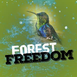Forest Freedom - Nature Sounds & Backgrounds