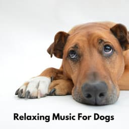Relaxing Music for Dogs - Relaxing Puppy Music