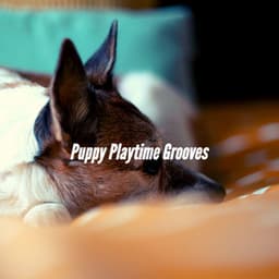 Puppy Playtime Grooves - Dog Separation Anxiety Music