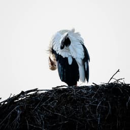 1 Ohm Sun: Feeling The Energy - 16 Bit Serenity