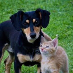 Chillout Pets: Rainstorm Soundscapes for a Relaxing Atmosphere - Lightning, Thunderstorms & Rain Storm Sounds