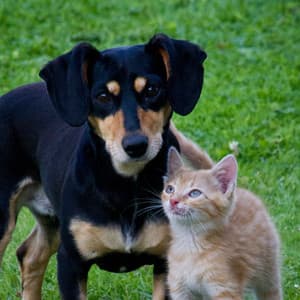 Chillout Pets: Rainstorm Soundscapes for a Relaxing Atmosphere - Lightning, Thunderstorms & Rain Storm Sounds