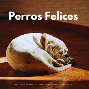 Crescendo De Alegría Canina: Música Para Perros Felices - Tormenta Solar
