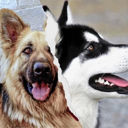 Sort - Dogs on Couch - Sleeptime for Dogs