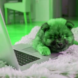 Music for Vegging Out Doggo - Carefree Jazz Quintet - Dog Calming Music