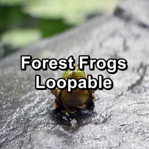 Forest Frogs Loopable - Relaxing Music Therapy