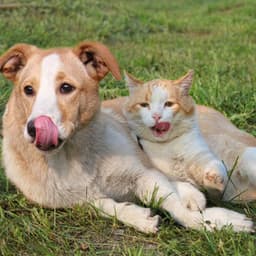 Relaxation Music for Pets: Calm and Gentle - Buddhist Chants and Music