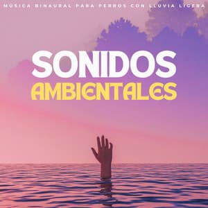 Sonidos Ambientales: Música Binaural Para Perros Con Lluvia Ligera - Relajarse Lluvia