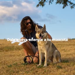 Dale nueva energía a tu mascota - Cocktail Piano Bar Jazz