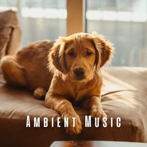 Ambient Music: Dogs' Afternoon Soothe - Soothing Music Collection