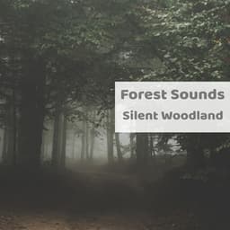 Silent Woodland - Forest Sounds