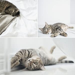 Tasteful Music for The Comfortable Cats - Soprano Sax Solo - Calming Cat Music