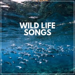 Wild Life Songs - Nature Sound Series