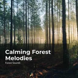 Calming Forest Melodies - Rainforest Sounds