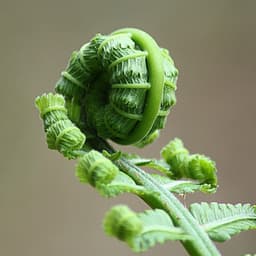 Easy Listening Nature Melodies - Natural Sound Makers