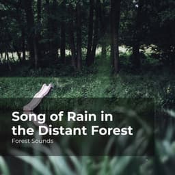 Song of Rain in the Distant Forest - Forest Sounds