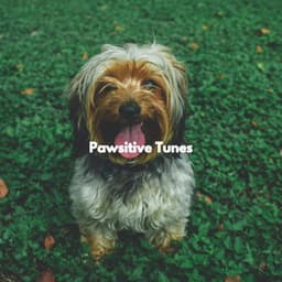 Pawsitive Tunes - Acoustic Study Music Playlists