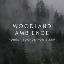 Woodland Ambience Forest Sounds for Sleep - Natural Sounds Selections
