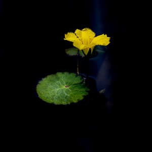 Quiet Music - Soothing Music for Sleeping