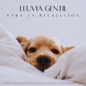 Serenata En El Parque De Perros: Sonidos De Lluvia Gentil Para La Relajación Canina - La lluvia es mi vida